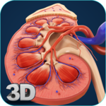 Kidney Anatomy icon