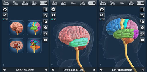 My Brain Anatomy PC screenshot
