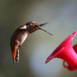 Vyomy 3D Hologram Hummingbird2 for PC Vyomy 3D Hologram Hummingbird2 for PC
