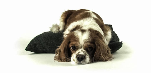 Dog Live Wallpaper HD PC screenshot Dog Live Wallpaper HD PC screenshot