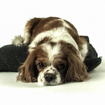 Dog Live Wallpaper HD for PC Dog Live Wallpaper HD for PC