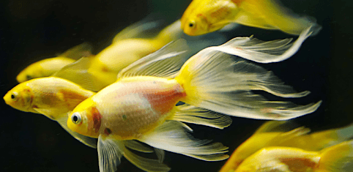 Betta Fish Live Wallpaper PC screenshot Betta Fish Live Wallpaper PC screenshot