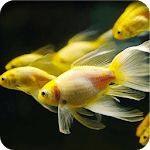 Betta Fish Live Wallpaper for PC Betta Fish Live Wallpaper for PC