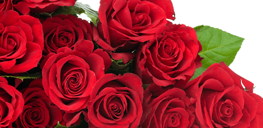 Romantic Rose Wallpaper PC screenshot