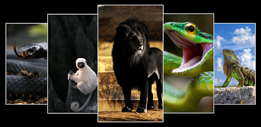 Animal & Birds Wallpaper (4k) PC screenshot