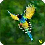 Animal & Birds Wallpaper (4k) for PC