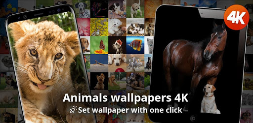 Animals wallpapers 4K PC screenshot
