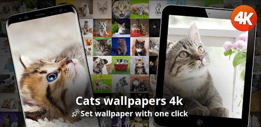 Cats wallpapers 4k PC screenshot