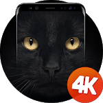 Cats wallpapers 4k for PC