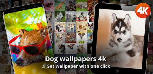 Dog wallpapers 4k PC screenshot Dog wallpapers 4k PC screenshot