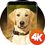 Dog wallpapers 4k for PC Dog wallpapers 4k for PC