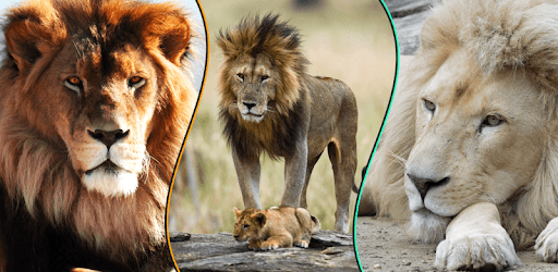 Wallpapers Lion 4K UHD PC screenshot Wallpapers Lion 4K UHD PC screenshot