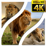 Wallpapers Lion 4K UHD for PC Wallpapers Lion 4K UHD for PC