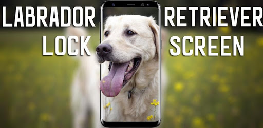 Labrador Retriever Lock Screen PC screenshot Labrador Retriever Lock Screen PC screenshot
