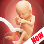 Weeks Pregnant for PC