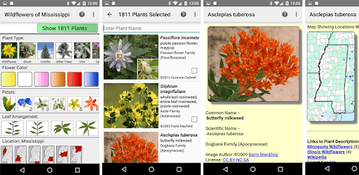 Florida Wildflowers PC screenshot Florida Wildflowers PC screenshot