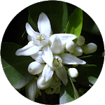 Florida Wildflowers icon