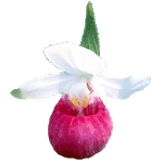 Minnesota Wildflower Search icon