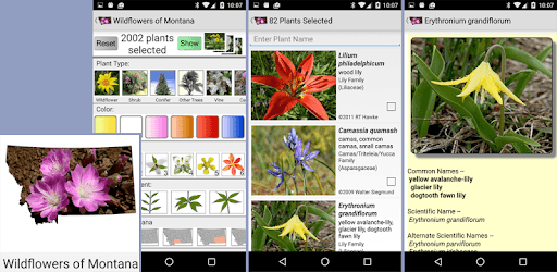 Montana Wildflowers PC screenshot Montana Wildflowers PC screenshot
