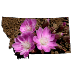 Montana Wildflowers for PC Montana Wildflowers for PC