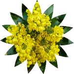 Oregon Wildflower Search icon