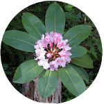 Washington Wildflower Search for PC Washington Wildflower Search for PC
