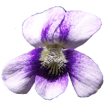 Wisconsin Wildflowers for PC Wisconsin Wildflowers for PC