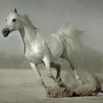 500 Amazing Horse Pictures HD for PC 500 Amazing Horse Pictures HD for PC