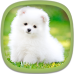 Cute Puppy Wallpapers icon