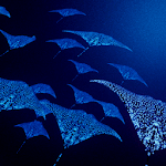 Mantaray Live Wallpaper icon