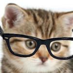 Crazy Hipster Cat for PC Crazy Hipster Cat for PC