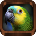 Bird Sounds, Calls, Songs & Ringtones for PC Bird Sounds, Calls, Songs & Ringtones for PC