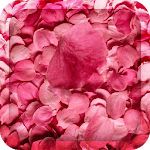 Flower Petals 3D Wallpaper HD for PC Flower Petals 3D Wallpaper HD for PC