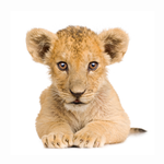 Best Real Animal Sounds Free for PC Best Real Animal Sounds Free for PC