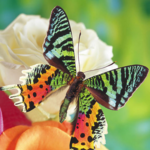 Butterflies Jigsaw Puzzles icon