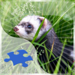 Ferrets Jigsaw Puzzles for PC Ferrets Jigsaw Puzzles for PC