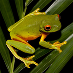 Frogs Jigsaw Puzzles for PC