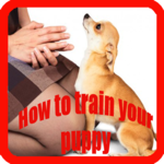Training a Puppy for PC