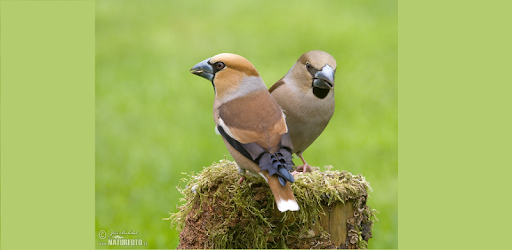 Birds of Europe FREE PC screenshot