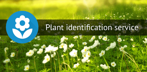 FlowerChecker, plant identify PC screenshot