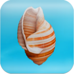 Cheeky Conch Shell (Oracle) for PC