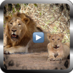 Wild animals documentaries for PC Wild animals documentaries for PC