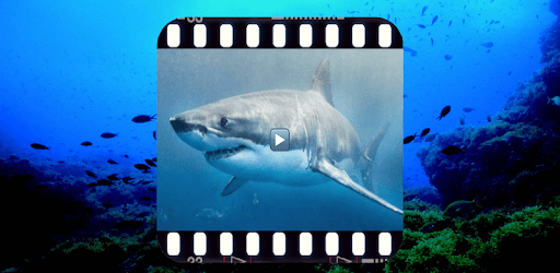 Animal documentaries. Wild Fauna PC screenshot Animal documentaries. Wild Fauna PC screenshot