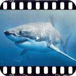 Animal documentaries. Wild Fauna for PC Animal documentaries. Wild Fauna for PC