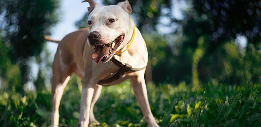 Pitbull Dogs PC screenshot