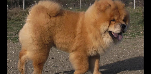 Chow Chow Dogs PC screenshot Chow Chow Dogs PC screenshot