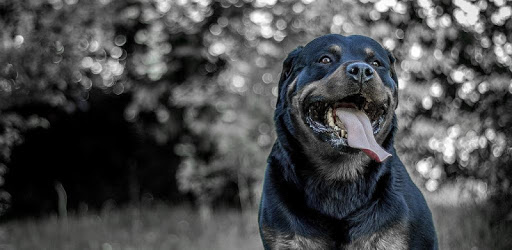 Rottweiler Dogs PC screenshot Rottweiler Dogs PC screenshot