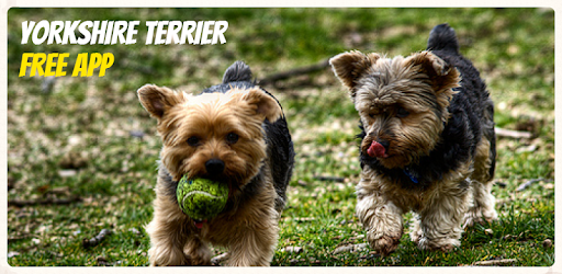 Yorkshire Terrier Dogs PC screenshot Yorkshire Terrier Dogs PC screenshot