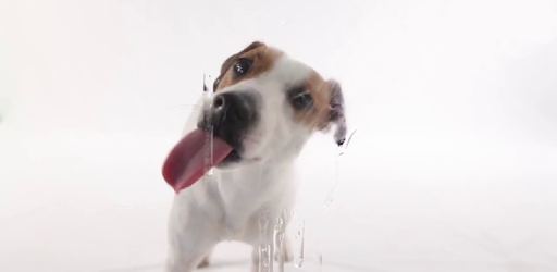 Dog Licks Screen Wallpaper PC screenshot