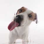 Dog Licks Screen Wallpaper for PC